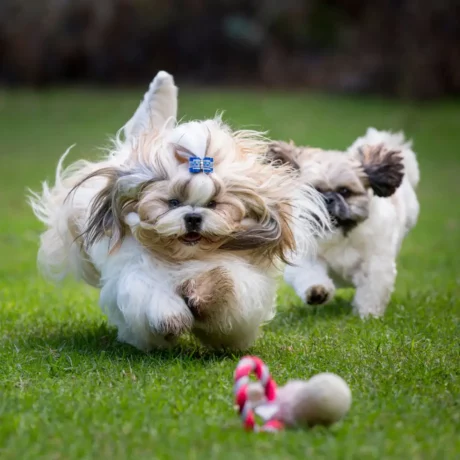 Shih Tzu's at ithinkpets 