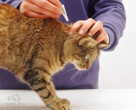 Spot on Treatments For Cats Benefits Features And Proper Usage