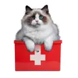 Cat Medicines