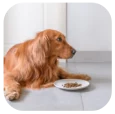 Pet Nutrition at ithinkpets.com