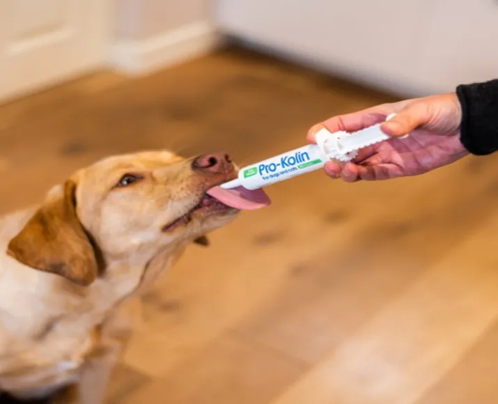 Protexin Pro-Kolin Probiotic Paste And Syringe For Dogs And Cats , (3 Sizes) at ithinkpets.com (5)