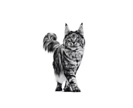 Royal Canin Urinary SO Moderate Calorie Cat Wet Food, 85 Gms at ithinkpets.com (2)
