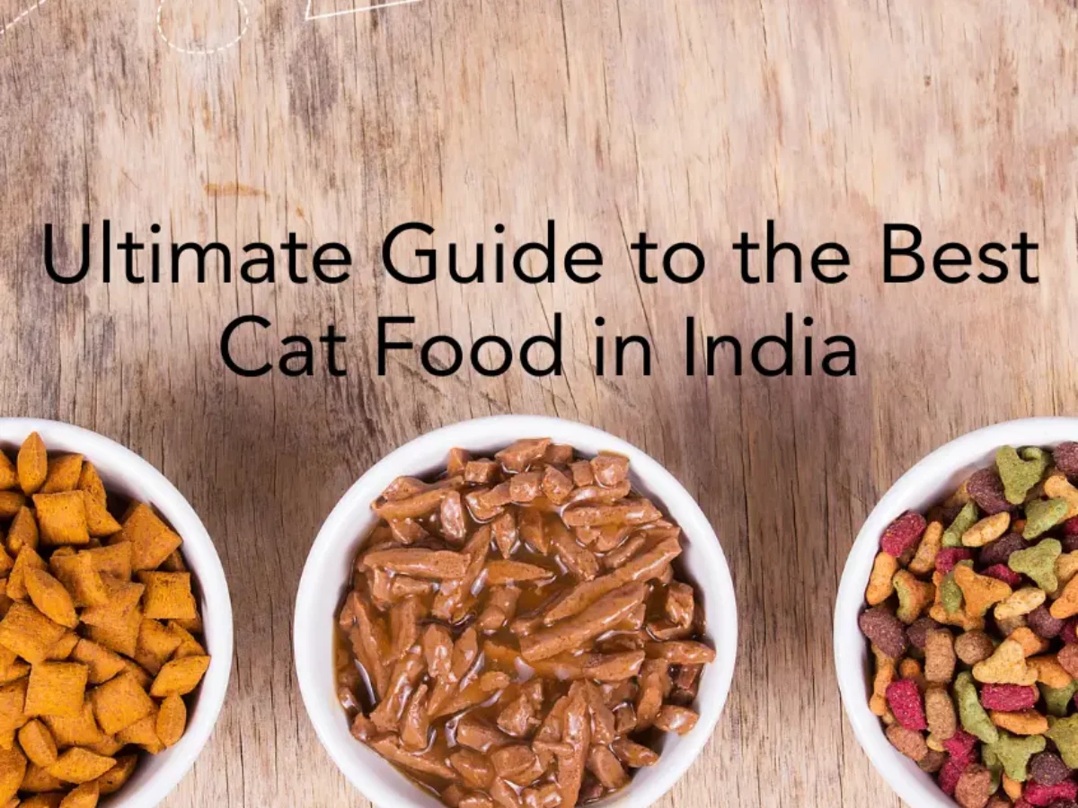 Ultimate Guide To Best Cat Food In India Feline Nutrition