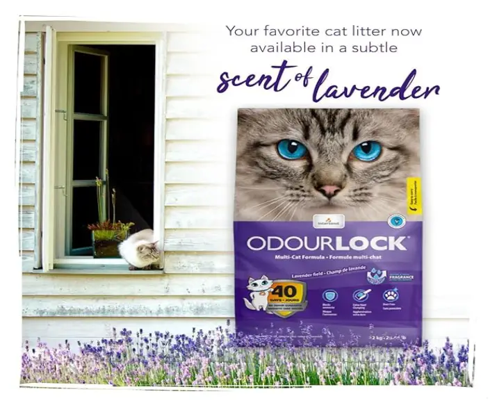 Intersand Odourlock Cat Litter Lavender for Kitten And Adult Cat, 12 Kg at ithinkpets.com (3)