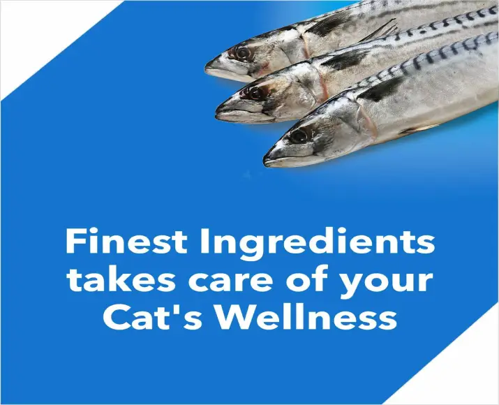 Drools Ocean Fish Adult Dry Cat Food at ithinkpets.com (5)