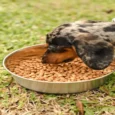 The Green Dog Adult Small Bites Dog Food, Vegan Plant Based Dog Dry Food