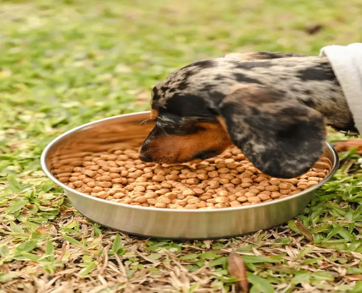 The Green Dog Adult Small Bites Dog Food, Vegan Plant Based Dog Dry Food at ithinkpets.com (2)