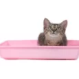 Trixie Junior Kitten Litter Tray, Cat Litter Tray