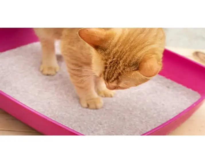 Trixie Junior Kitten Litter Tray, Cat Litter Tray at ithinkpets.com (6)