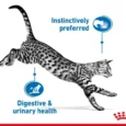 Royal Canin Indoor Sterilised Cat Jelly wet Food,12 x 85 Gms