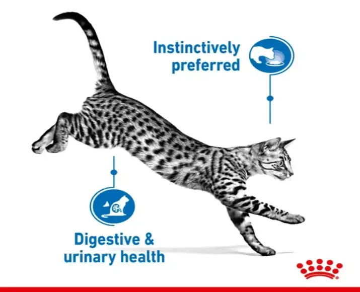 Royal Canin Indoor Sterilised Cat Jelly wet Food,12 x 85 Gms at ithinkpets.com (3)