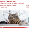 Royal Canin Veterinary Urinary S/O Moderate Calorie Cat Dry Food,1.5 Kgs