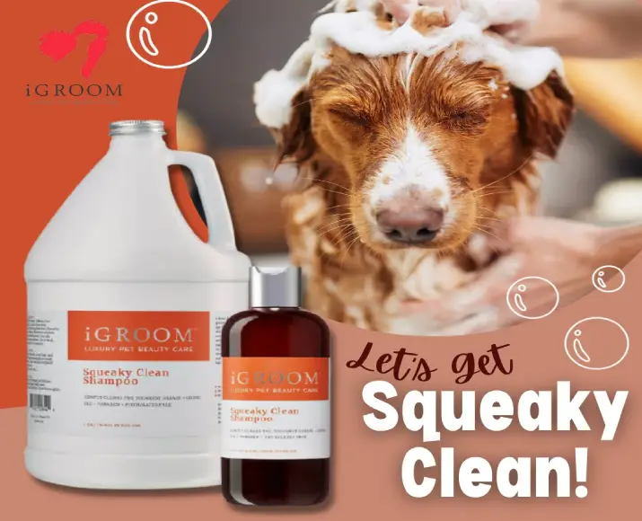 iGroom Squeaky Clean Pet Shampoo, 473 ML at ithinkpets.com (4)