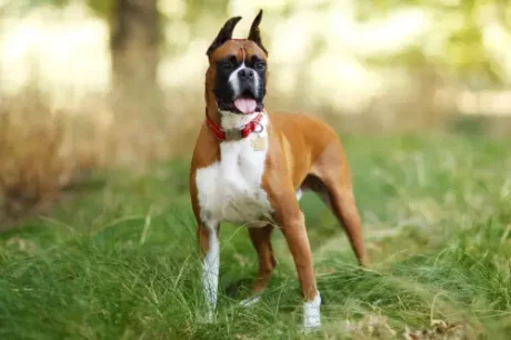 Boxer at ithinkpets.com