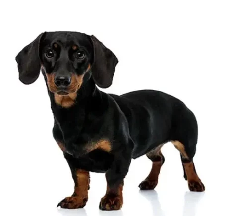 Dachshund at ithinkpets.com