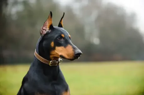 Doberman Pinscher at ithinkpets.com