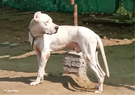 Indian Mastiff at ithinkpets.com