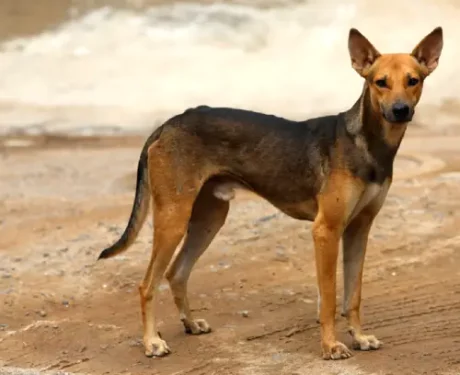 Indian Pariah Dog at ithinkpets.com