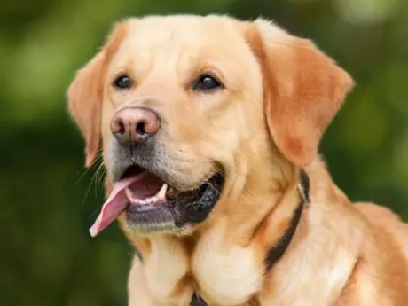 Labrador Retriever at ithinkpets.com