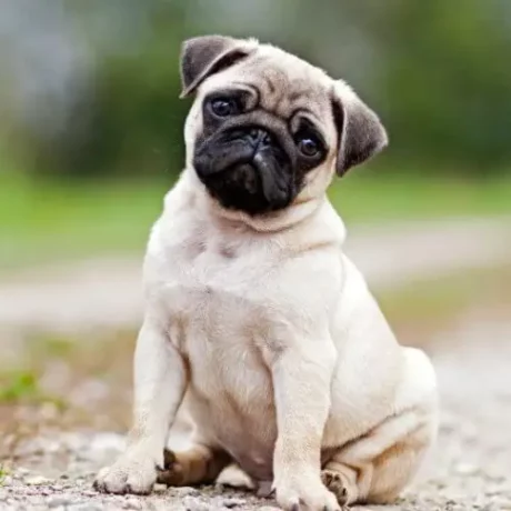 Pug at ithinkpets.com