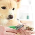 Wahl Curved Nail Clipper For Dogs & Cats