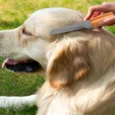 Wahl Grooming Comb For Dogs & Cats