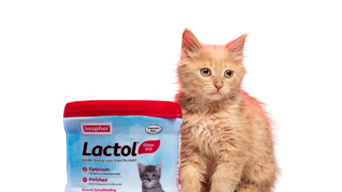 Lactol for kittens best sale