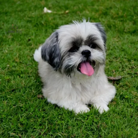 Shih Tzu Price in India Comprehensive Guide for Pet Lovers at ithinkpets.com-2