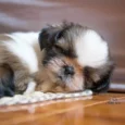 Shih Tzu Price in India Comprehensive Guide for Pet Lovers at ithinkpets.com