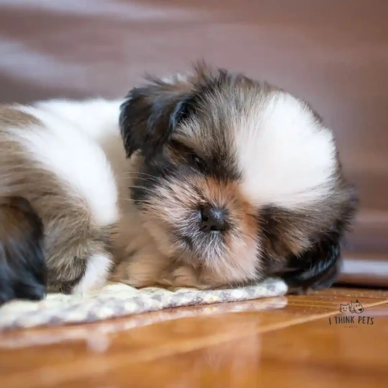 Shih Tzu Price in India Comprehensive Guide for Pet Lovers at ithinkpets.com