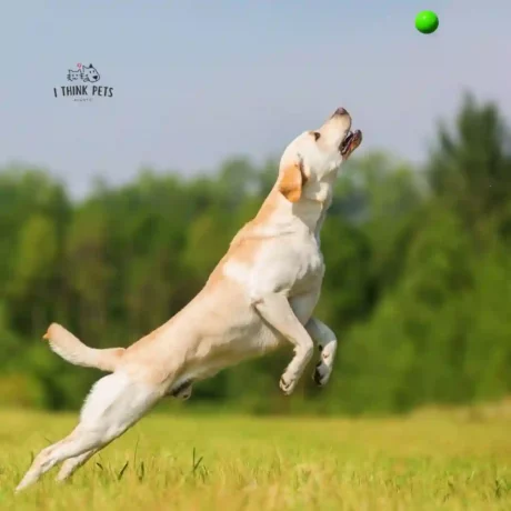 Labrador Dog Price in India 5 Tips From Purchase to Care at ithinkpets 