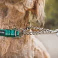 Ruffwear Chain Reaction Martingale River Rock Green,Dog Collar