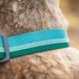 Ruffwear Chain Reaction Martingale River Rock Green,Dog Collar