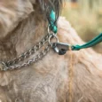 Ruffwear Chain Reaction Martingale River Rock Green,Dog Collar