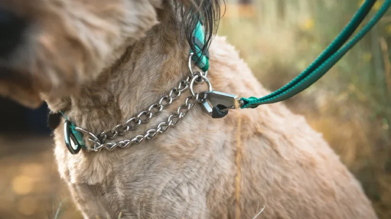 Ruffwear Chain Reaction Martingale Dog Collar at ithinkpets (3)