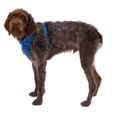 Ruffwear Front Range Dog Harness Blue Pool, Reflective and Padded Harness for Training and Everyday Wear