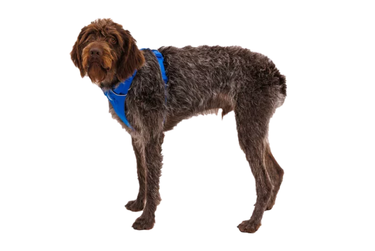 Ruffwear Front Range Dog Harness Blue Pool at ithinkpets (2)