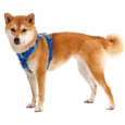 Ruffwear Front Range Dog Harness Coastal Mountains, Reflective and Padded Harness for Training and Everyday Wear