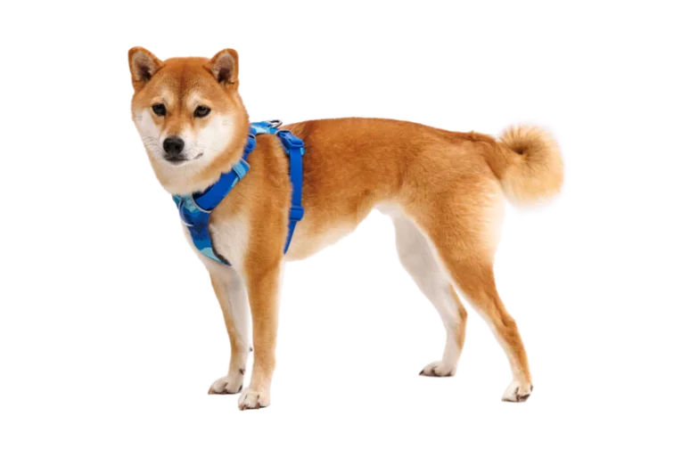Ruffwear Front Range Dog Harness Coastal Mountains At ithinkpets (1)