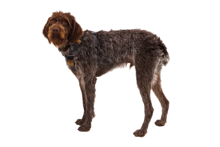 Ruffwear Front Range Dog Harness Moonlight Mountains at ithinkpets (1)
