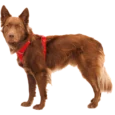 Ruffwear Front Range Dog Harness Red Canyon, Reflective and Padded Harness for Training and Everyday Wear
