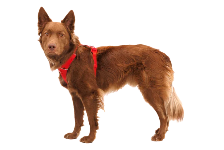 Ruffwear Front Range Dog Harness Red Canyon at ithinkpets (1)