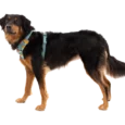 Ruffwear Front Range Dog Harness River Rock Green, Reflective and Padded Harness for Training and Everyday Wear