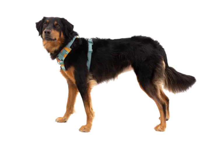 Ruffwear Front Range Dog Harness River Rock Green At ithinkpets (1)