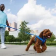 Ruffwear Front Range Dog Leash Blue Pool