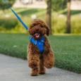 Ruffwear Front Range Dog Leash Blue Pool