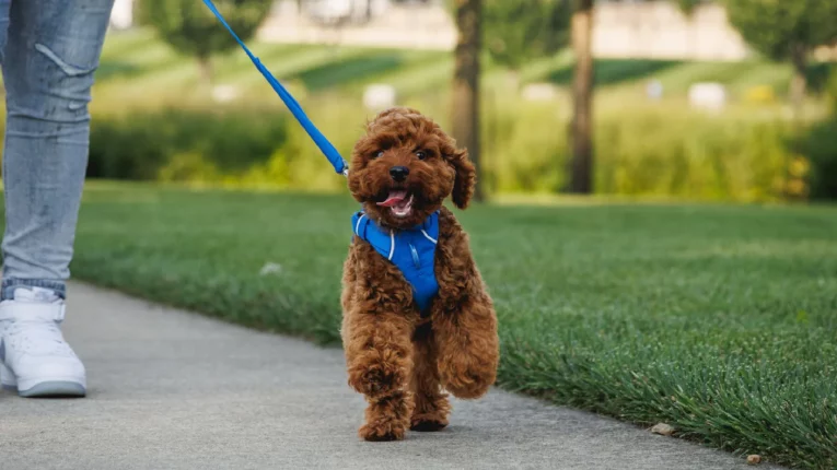 Ruffwear Front Range Dog Leash Blue Pool at ithinkpets (7)
