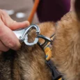 Ruffwear Roamer Bungee Leash River Rock Green, Dog Leash