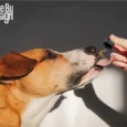 Cure By Design 1000 MG CBD Relief Oil for Large Dogs, 30 ML