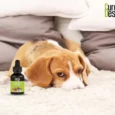 Cure By Design 1000 MG CBD Relief Oil for Large Dogs, 30 ML
